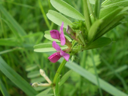 Vicia sativa