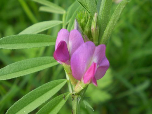 Vicia sativa