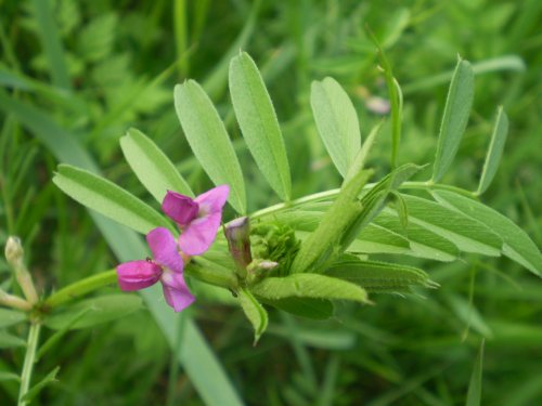 Vicia sativa