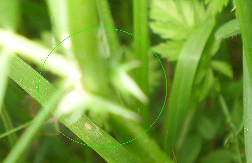 Vicia sativa