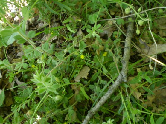 Hippocrepis biflora / Sferracavallo minore