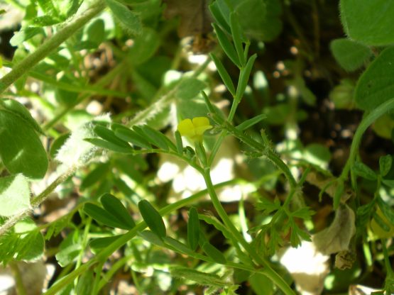 Hippocrepis biflora / Sferracavallo minore