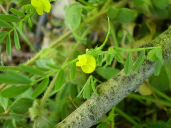 Hippocrepis biflora / Sferracavallo minore