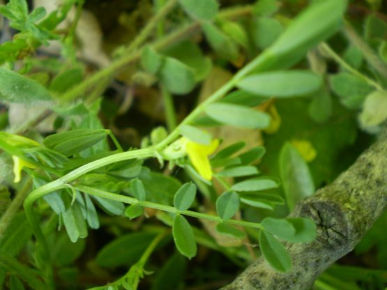 Hippocrepis biflora / Sferracavallo minore