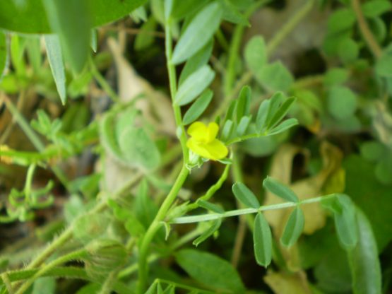 Hippocrepis biflora / Sferracavallo minore