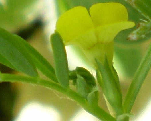 Hippocrepis biflora / Sferracavallo minore