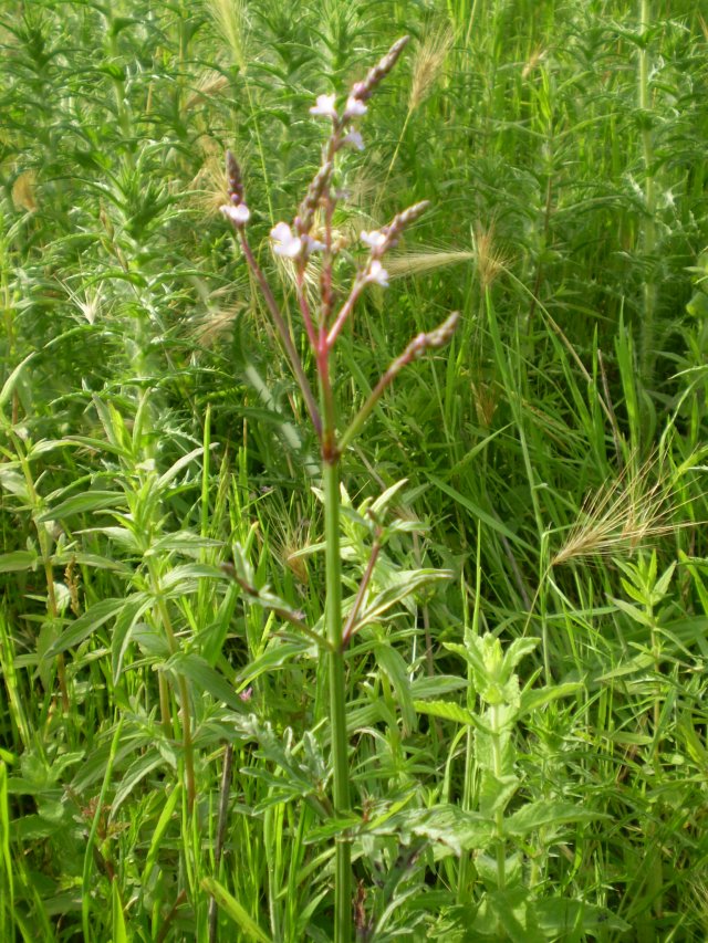 Verbena officinalis