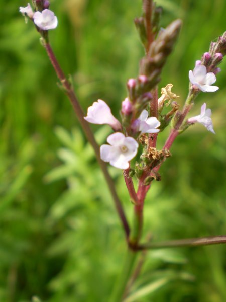 Verbena officinalis