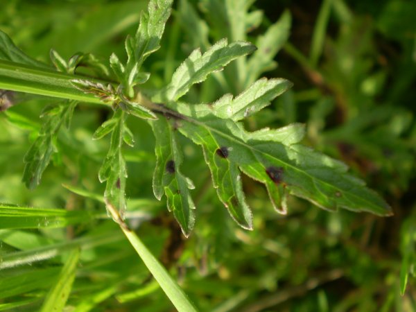 Verbena officinalis