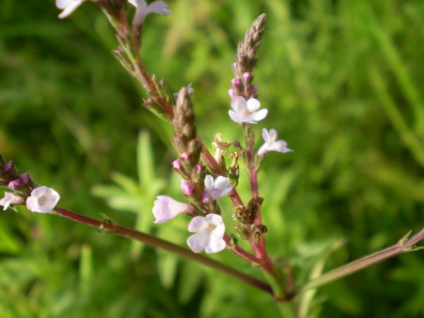 Verbena officinalis