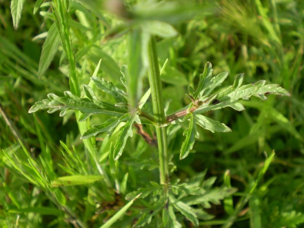 Verbena officinalis