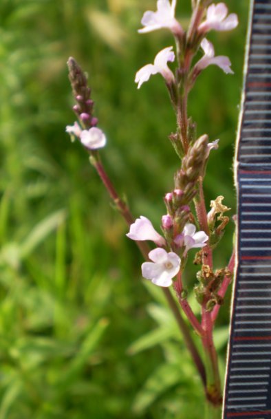 Verbena officinalis