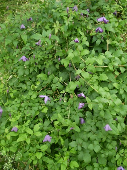 Clematis viticella