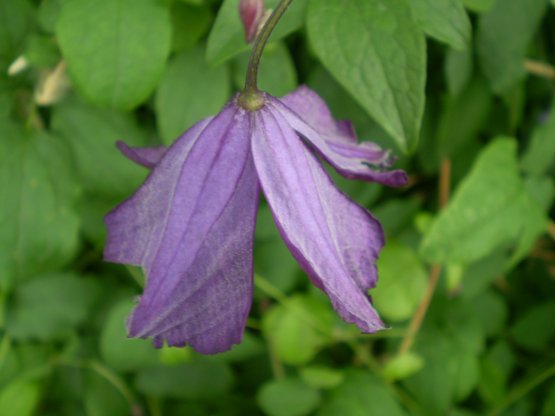 Clematis viticella