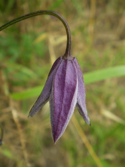 Clematis viticella