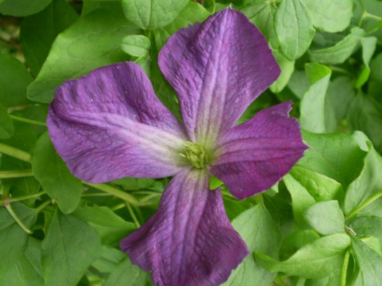 Clematis viticella