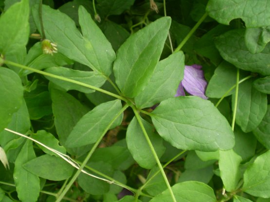 Clematis viticella