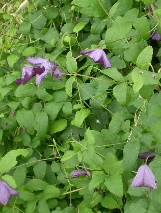 Clematis viticella