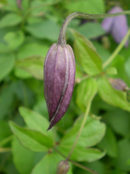 Clematis viticella