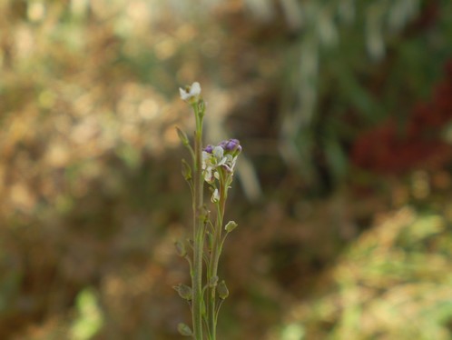 Lepidium  graminifolium