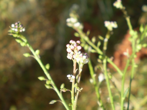 Lepidium  graminifolium