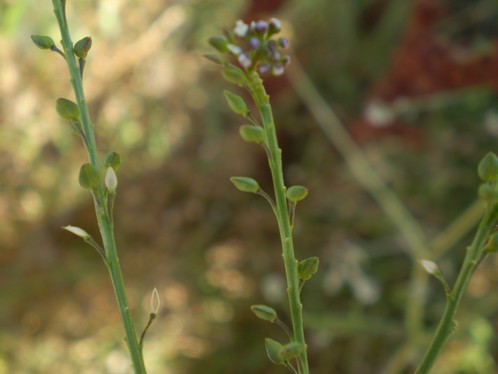 Lepidium  graminifolium