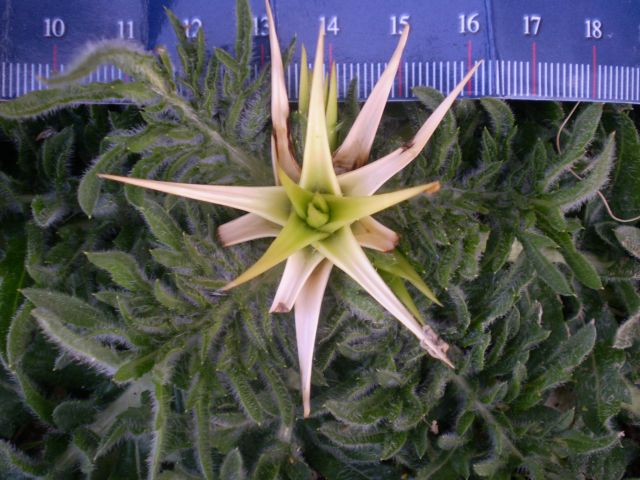 Centaurea calcitrapa