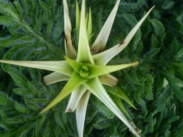 Centaurea calcitrapa