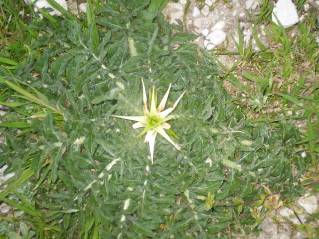 Centaurea calcitrapa