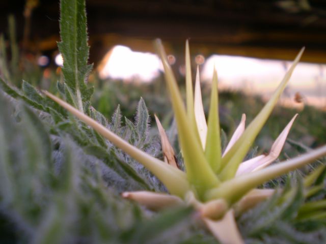 Centaurea calcitrapa