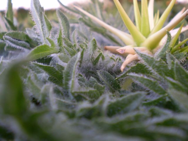 Centaurea calcitrapa