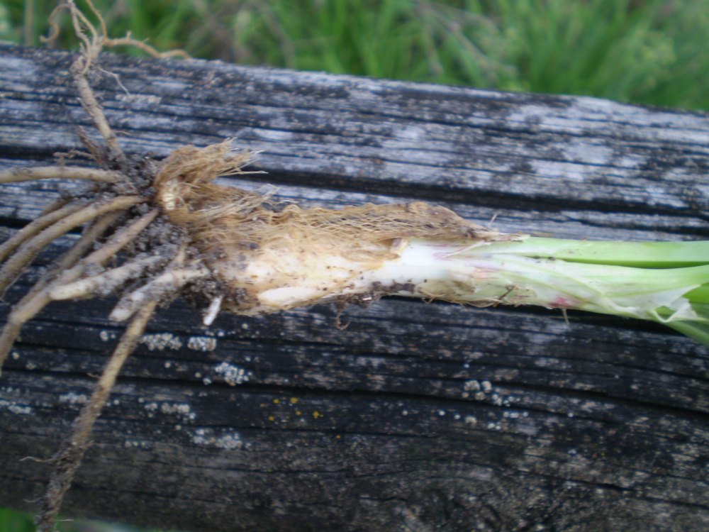 Allium tuberosum