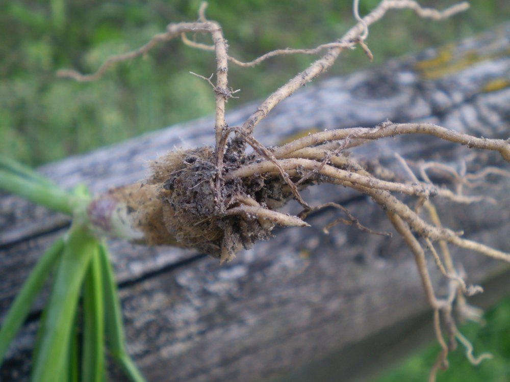 Allium tuberosum