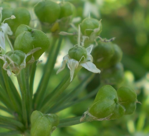 Allium tuberosum