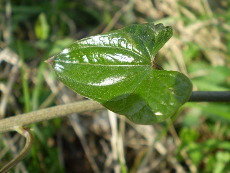 Dioscorea (=Tamus) communis / tamaro