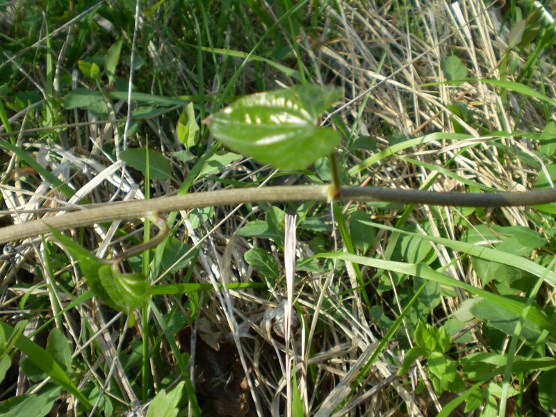 Dioscorea (=Tamus) communis / tamaro