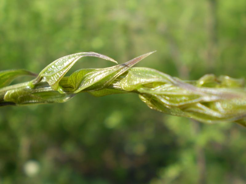 Dioscorea (=Tamus) communis / tamaro