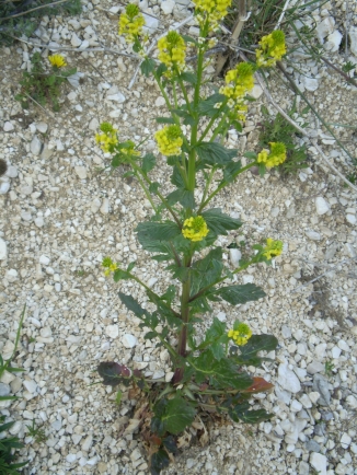 Barbarea vulgaris