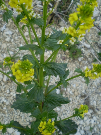 Barbarea vulgaris