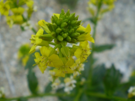 Barbarea vulgaris