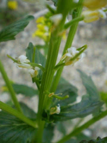 Barbarea vulgaris