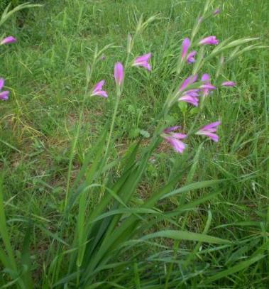 Gladiolus italicus