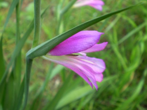 Gladiolus italicus