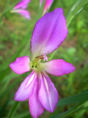 Gladiolus italicus