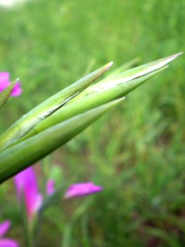 Gladiolus italicus