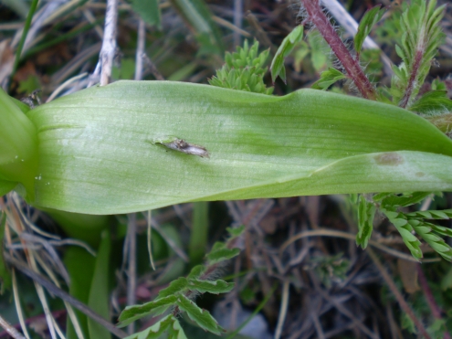 Orchideacea ?