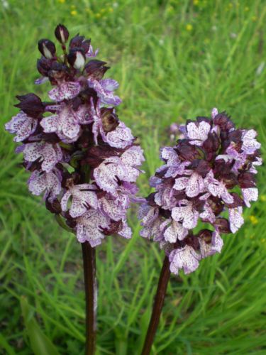 da determinare...: Orchis purpurea, Jesi (AN)