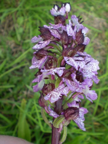 da determinare...: Orchis purpurea, Jesi (AN)