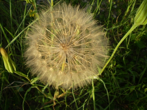 fusti lanciformi - Tragopogon porrifolius