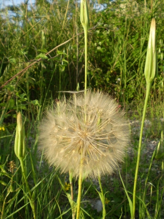 fusti lanciformi - Tragopogon porrifolius